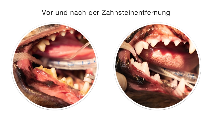 Zahnerkrankungen Zahnstein Hund und Katze - Zahnheilkunde im Kleintierzentrum Harsefeld